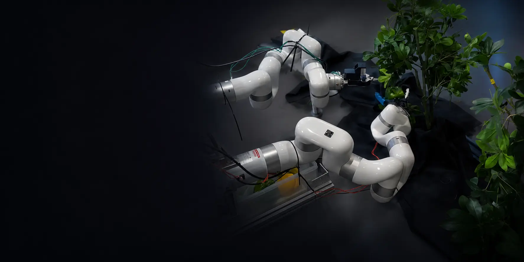Two UFACTORY cobots with custom grippers and cameras set up for fruit picking algorithm testing on a plant