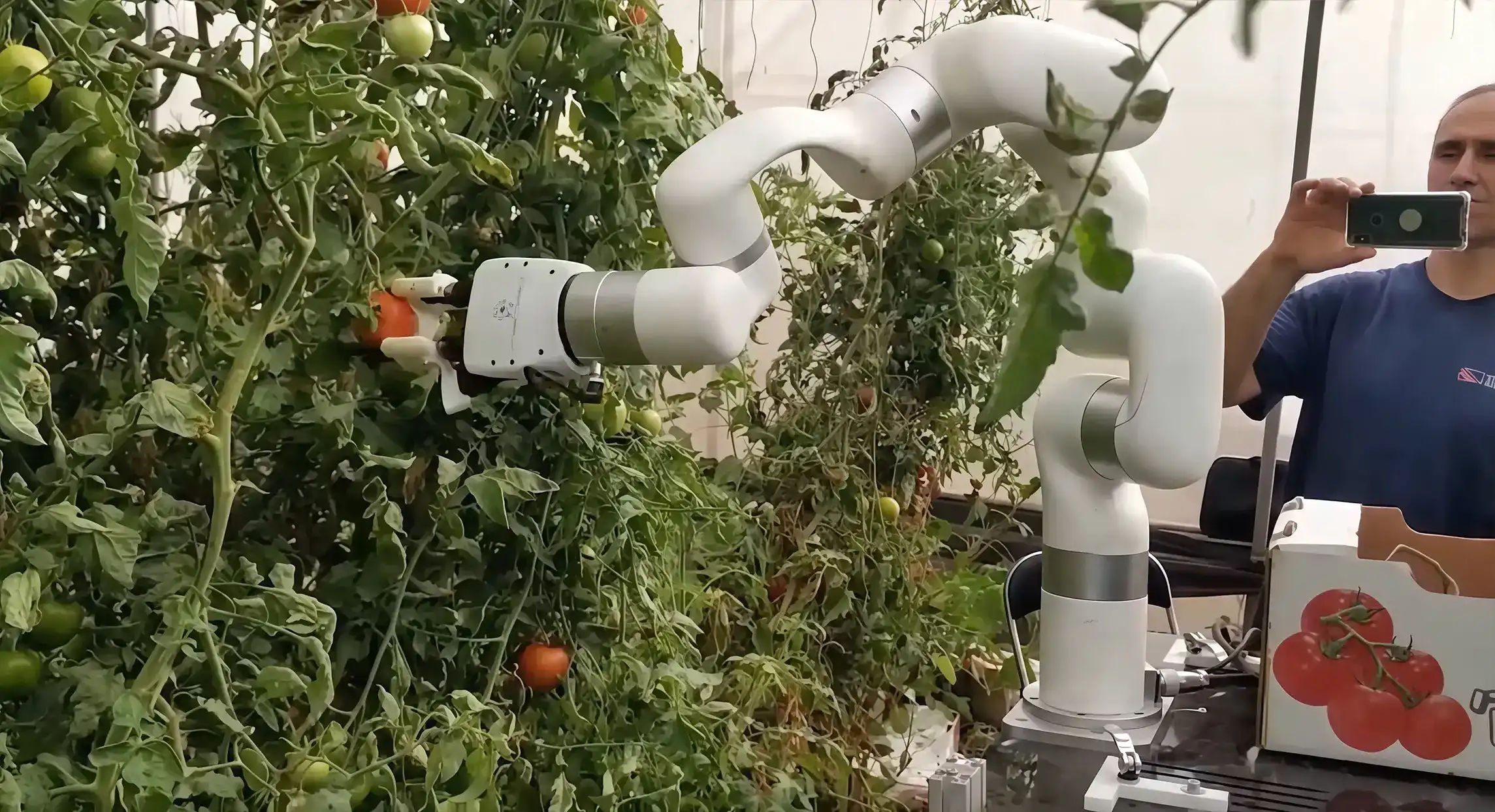 Tomato Harvesting