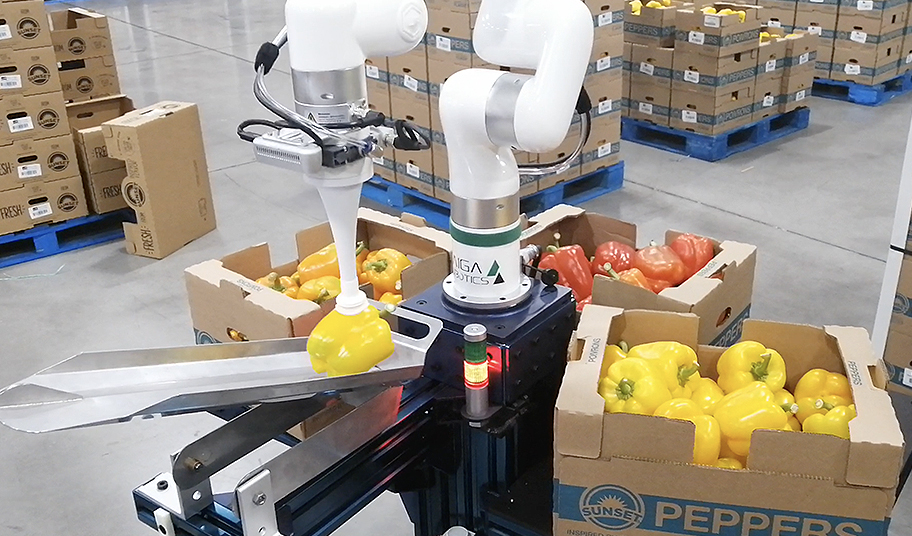 Peppers Sorting